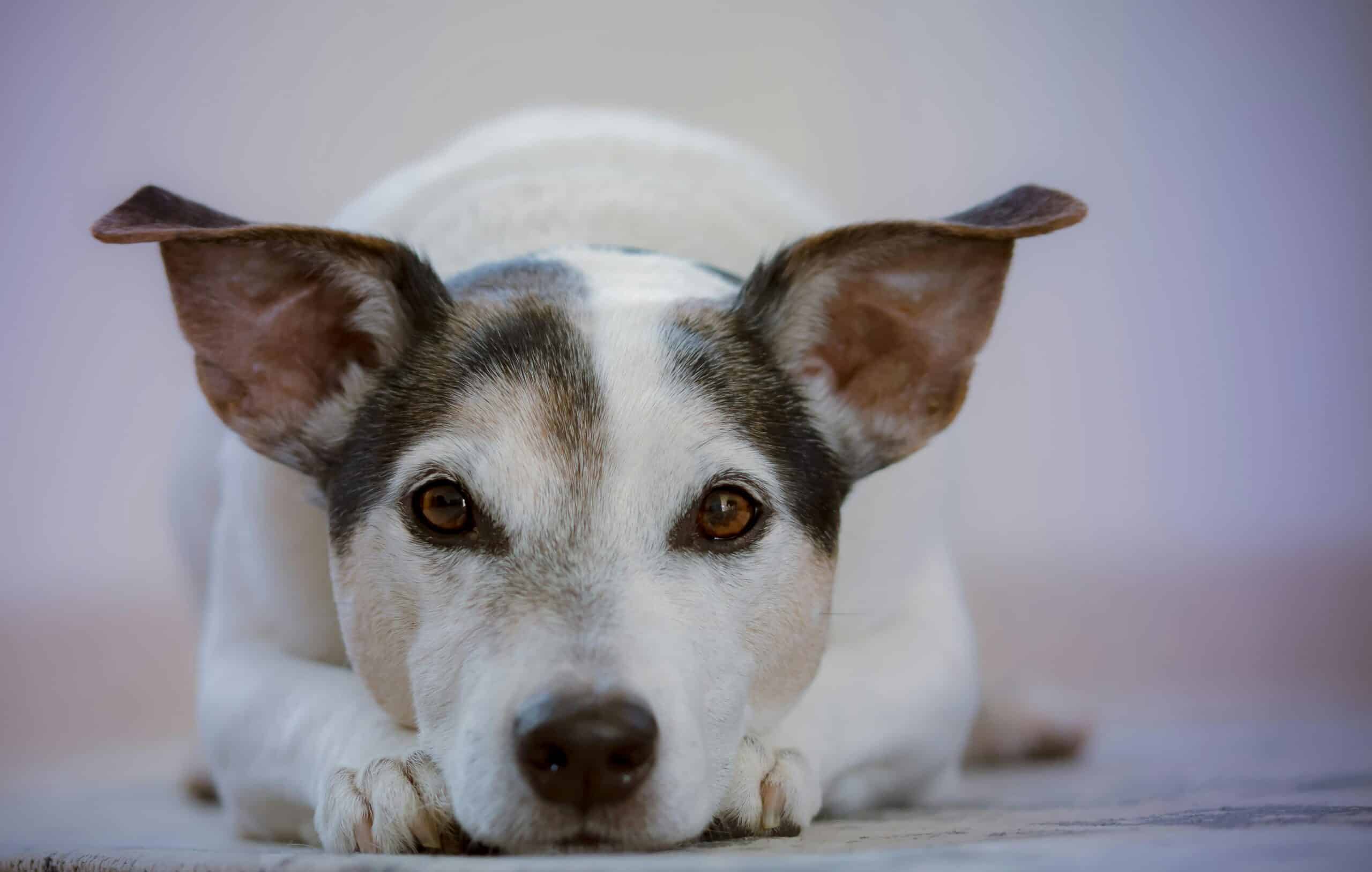 dog poop service near me fontana